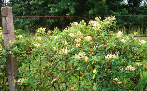 Japanese Honeysuckle - the Beautiful Invader