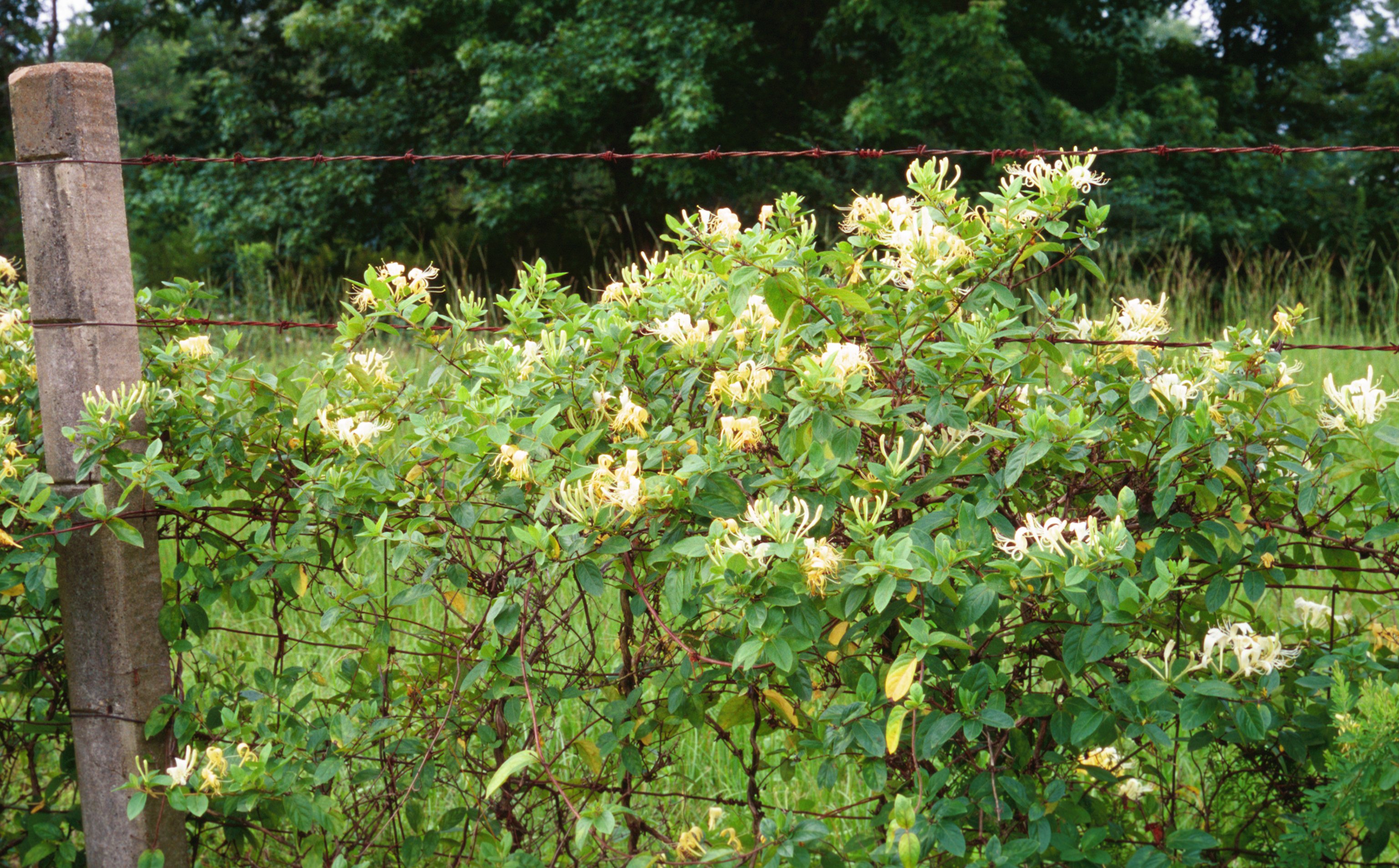 Japanese Honeysuckle - credit - https://insider.si.edu/wp-content/uploads/2013/04/1116051-LGPT.jpg