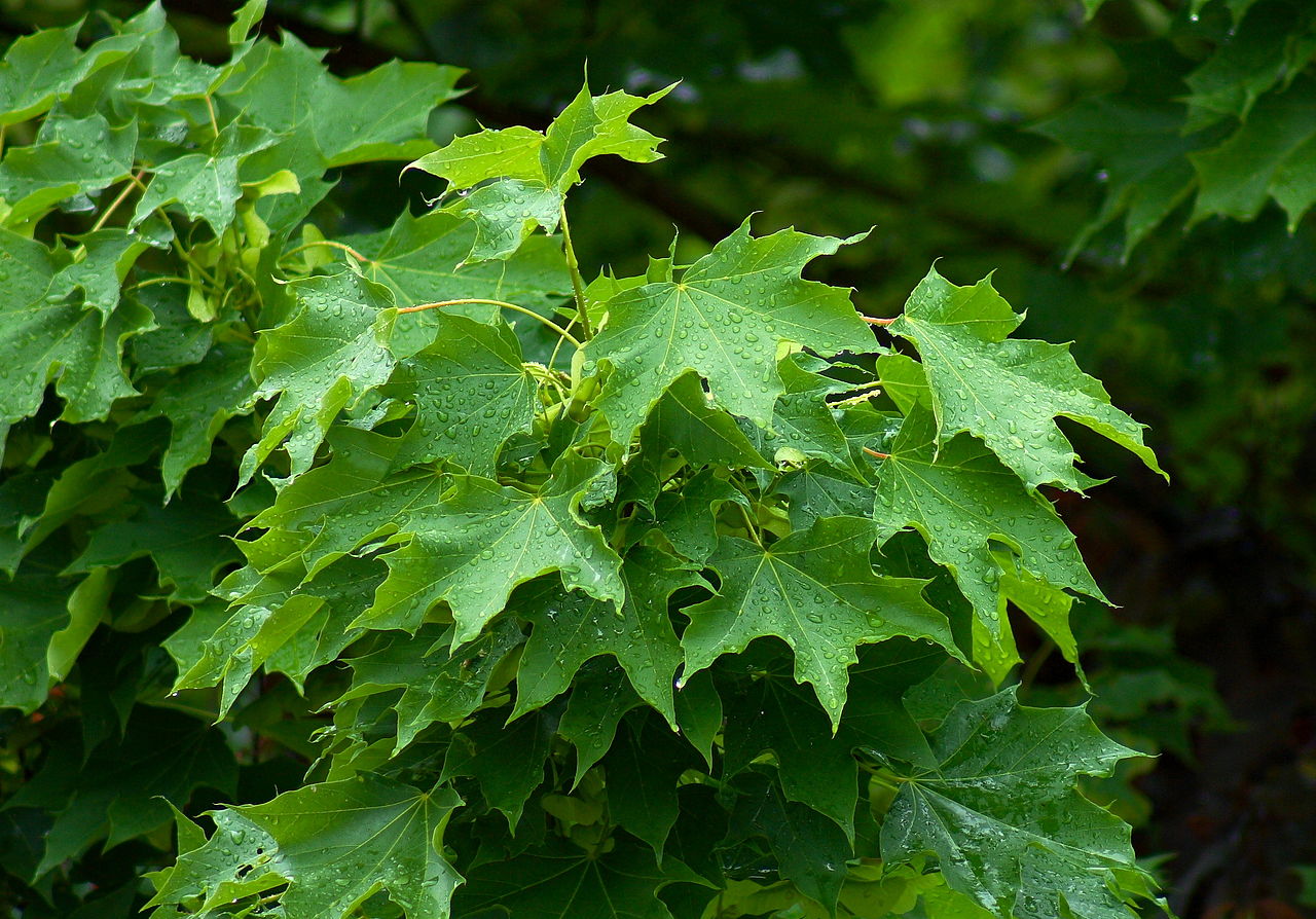 norway maple leaves turning brown