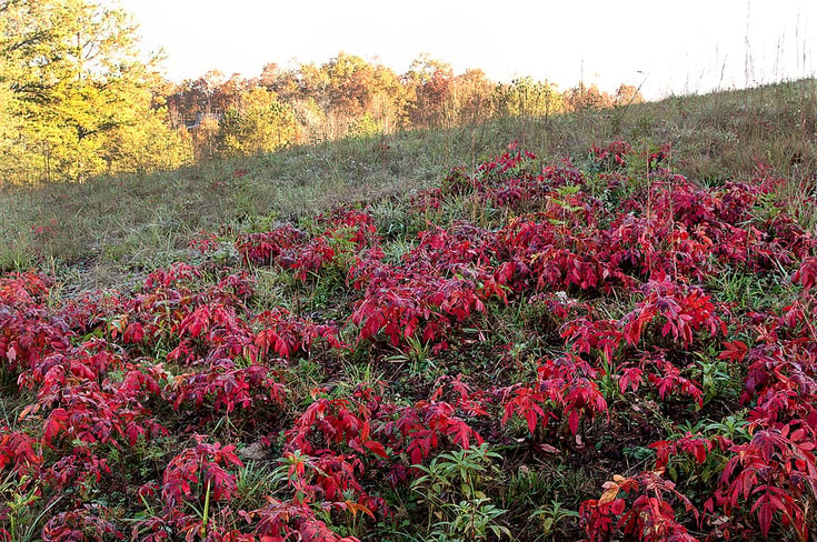 Sumac in Georgia