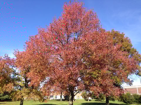 Sweetgum Trees: The Bitter Truth