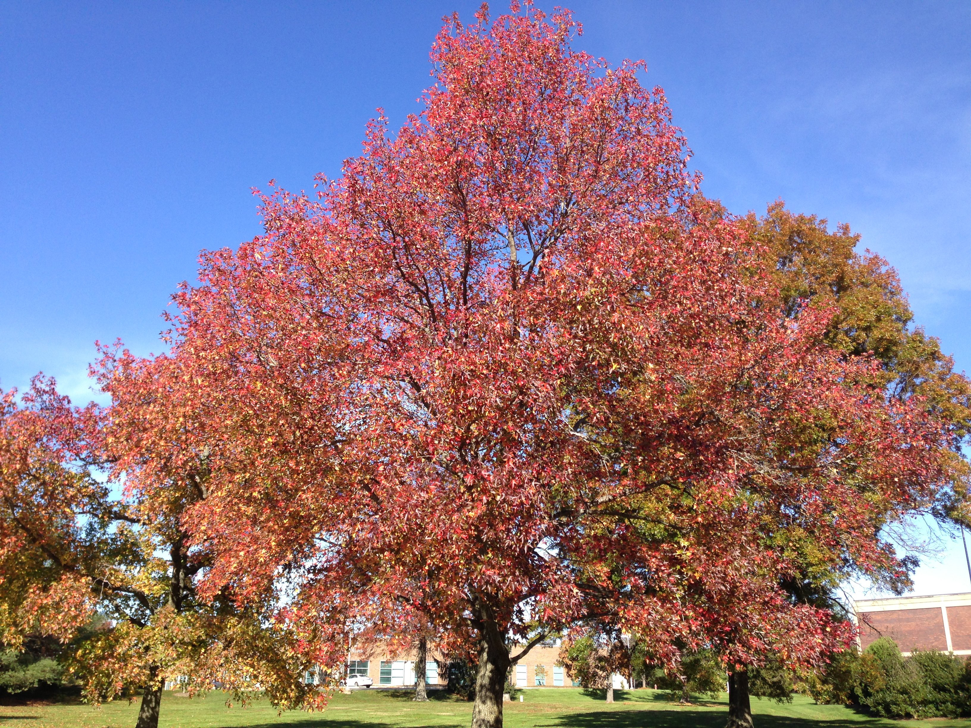 Image showing Sweetgum during autumn. (Photo courtesy of Farmartin)