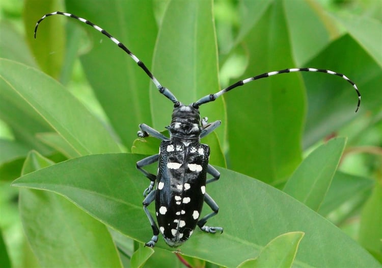 close up of asian longhorned beetle