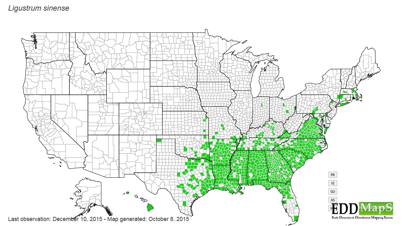 Map of Chinese Privet territory in US