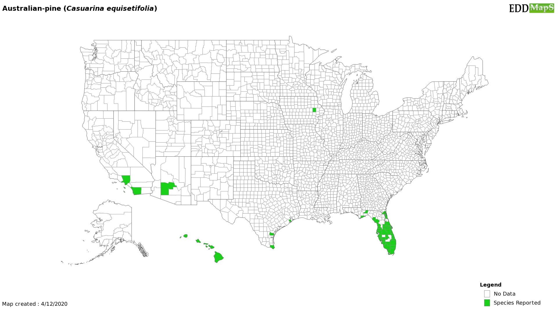 The Invasive Australian Pine Tree & How to Get Rid of It