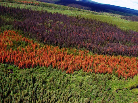 Controlling the Aftermath of a Wood-Boring Insect Infestation