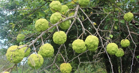 The Hearty Orange Tree - Osage Orange