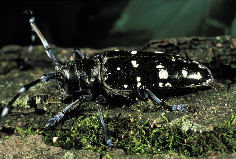 tree boring asian long-horned beetle