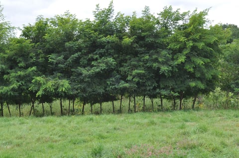 Black Locust Plaguing Property