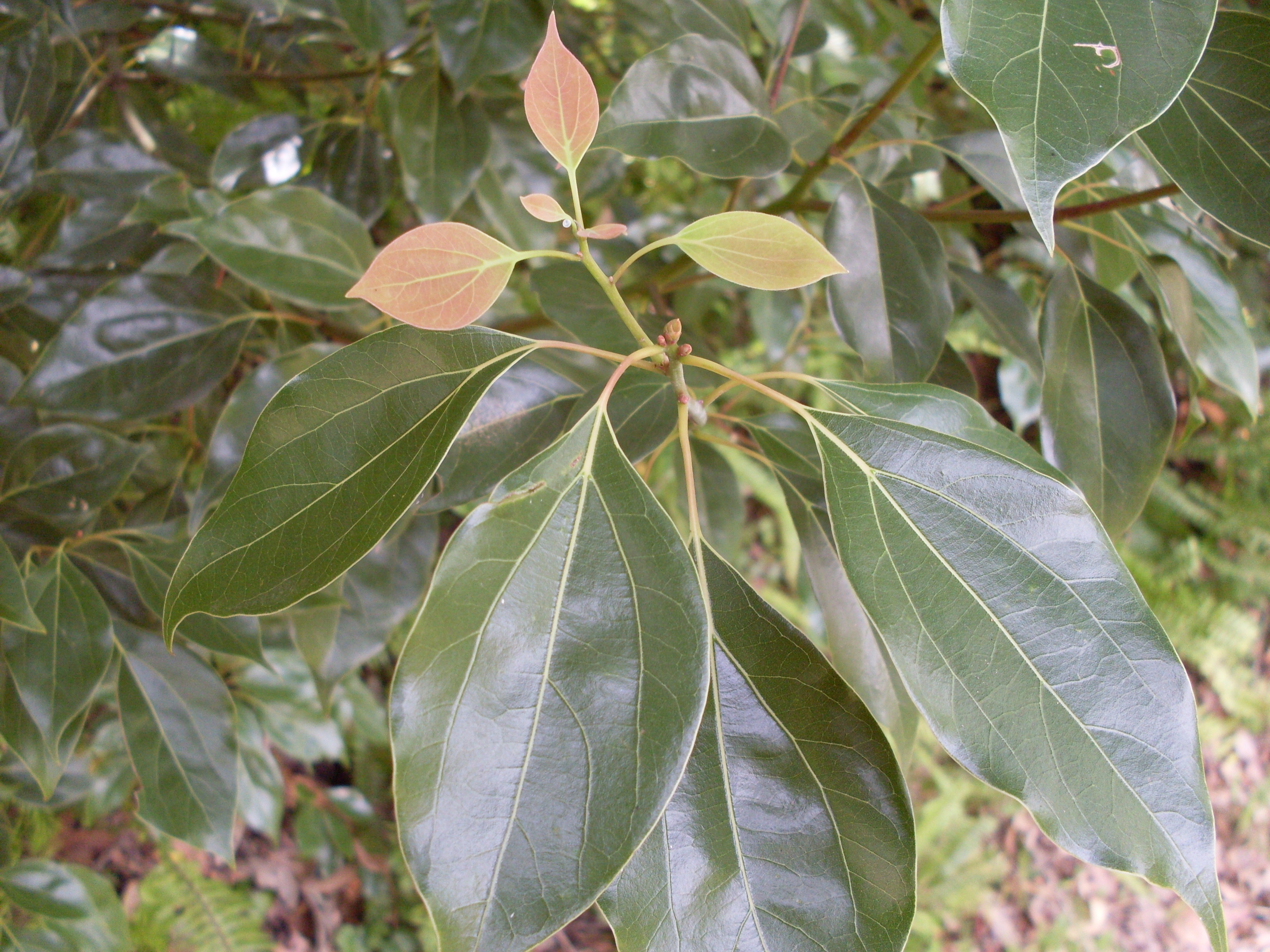 Camphor_Laurel_leaf_(5057099352)