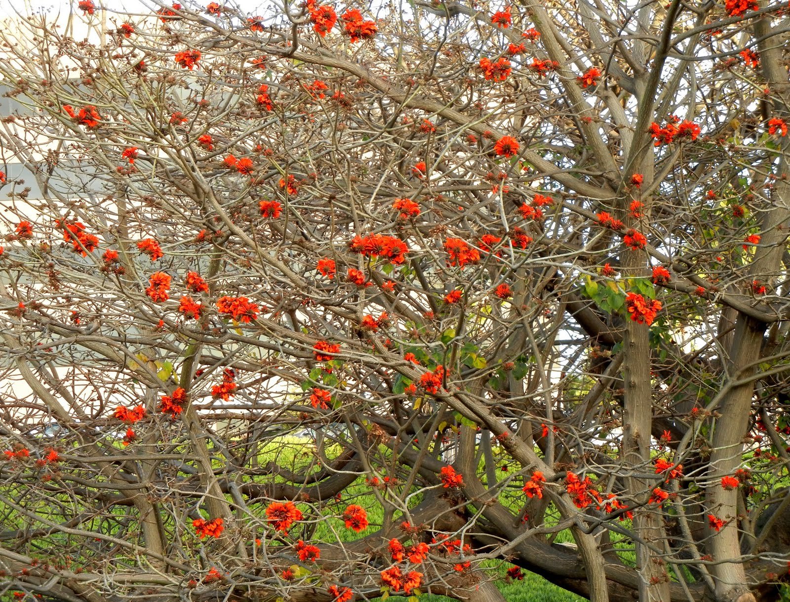 Coral Tree