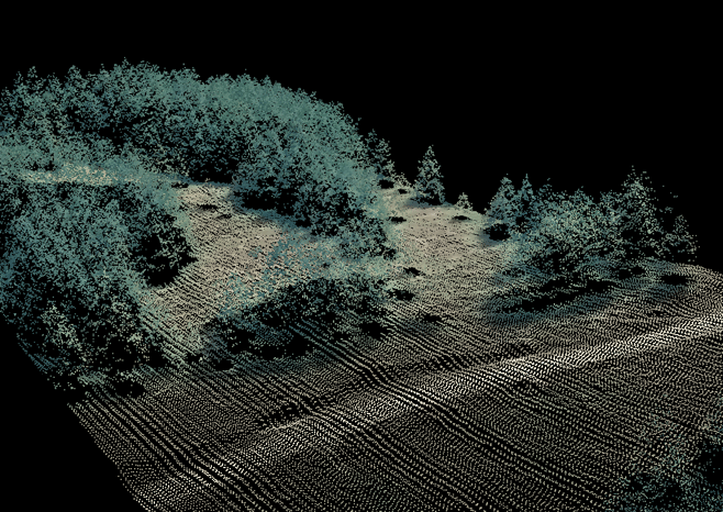 Douglas-fir15yr_PerspectiveOrthoFusion.png