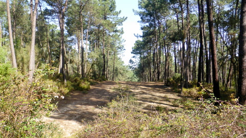 Creating A Fire-Resistant Forest