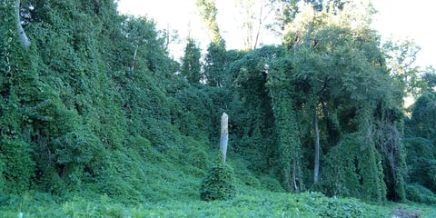 The Great Kudzu Invasion