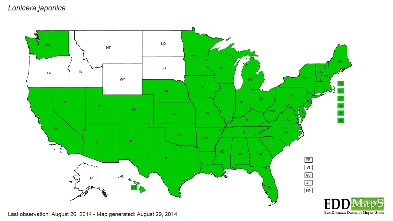 Map of Japanese honesuckle in United States