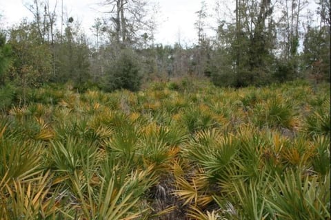 Saw Palmetto & Brazilian Pepper Tree a Problem in the Southeast