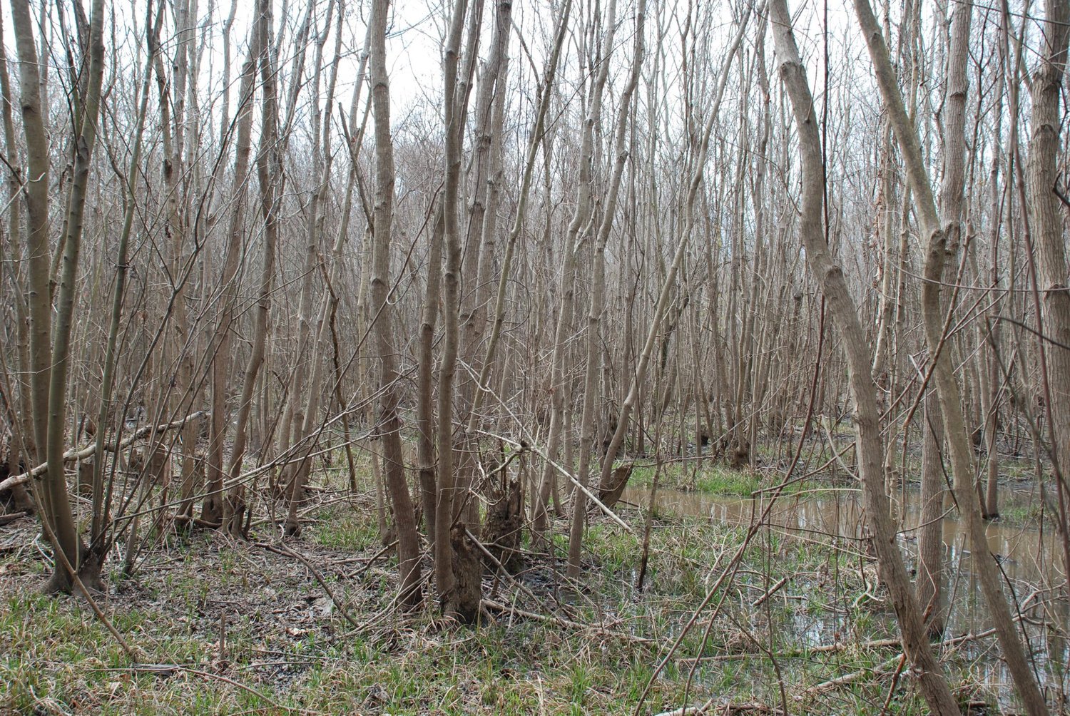 Invasive Tree Species of the Southeast Diamond Mowers