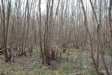 identifying-invasive-tree-species-of-the-southeast-diamond-mowers