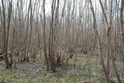 Invasive Tree Species of the Southeast