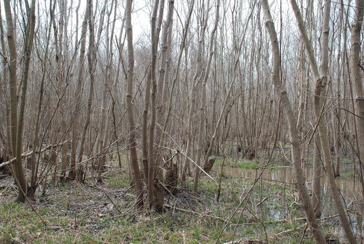 Southeast invasive tree species