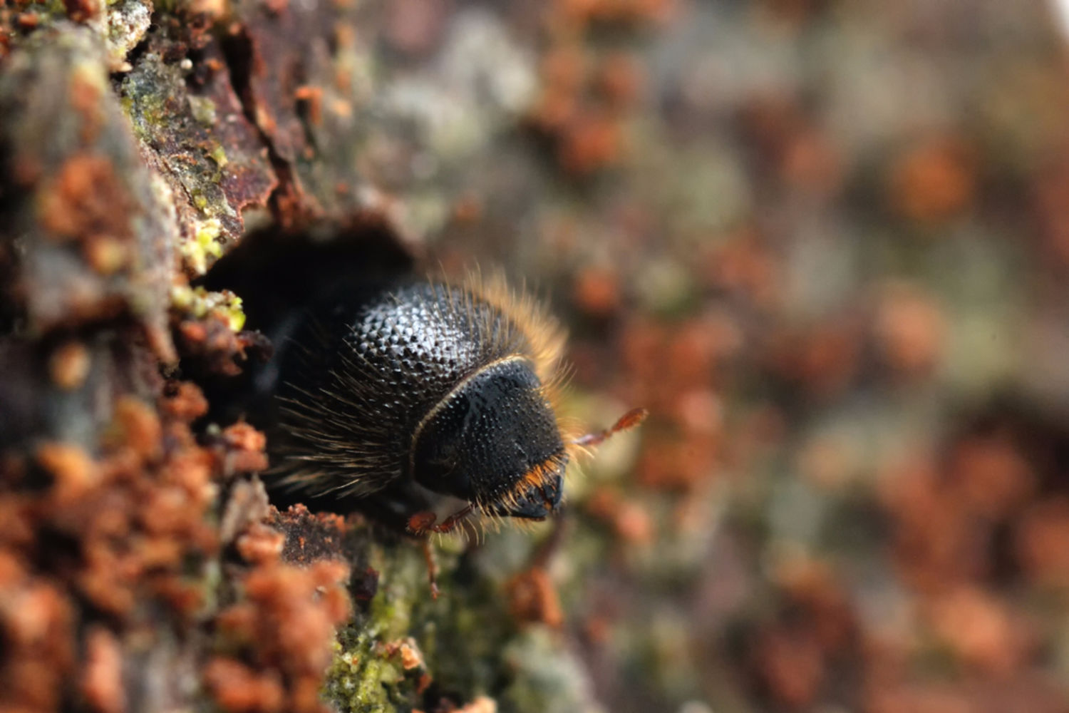 SpruceBarkBeetle_IpsTypographus