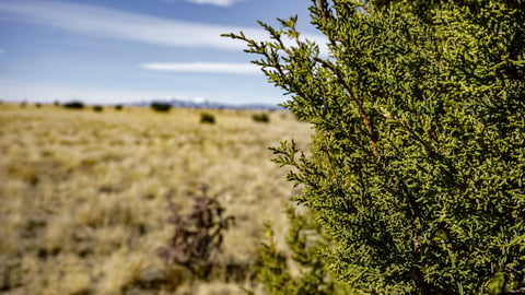 Controlling Invasive Eastern Red-Cedar Trees