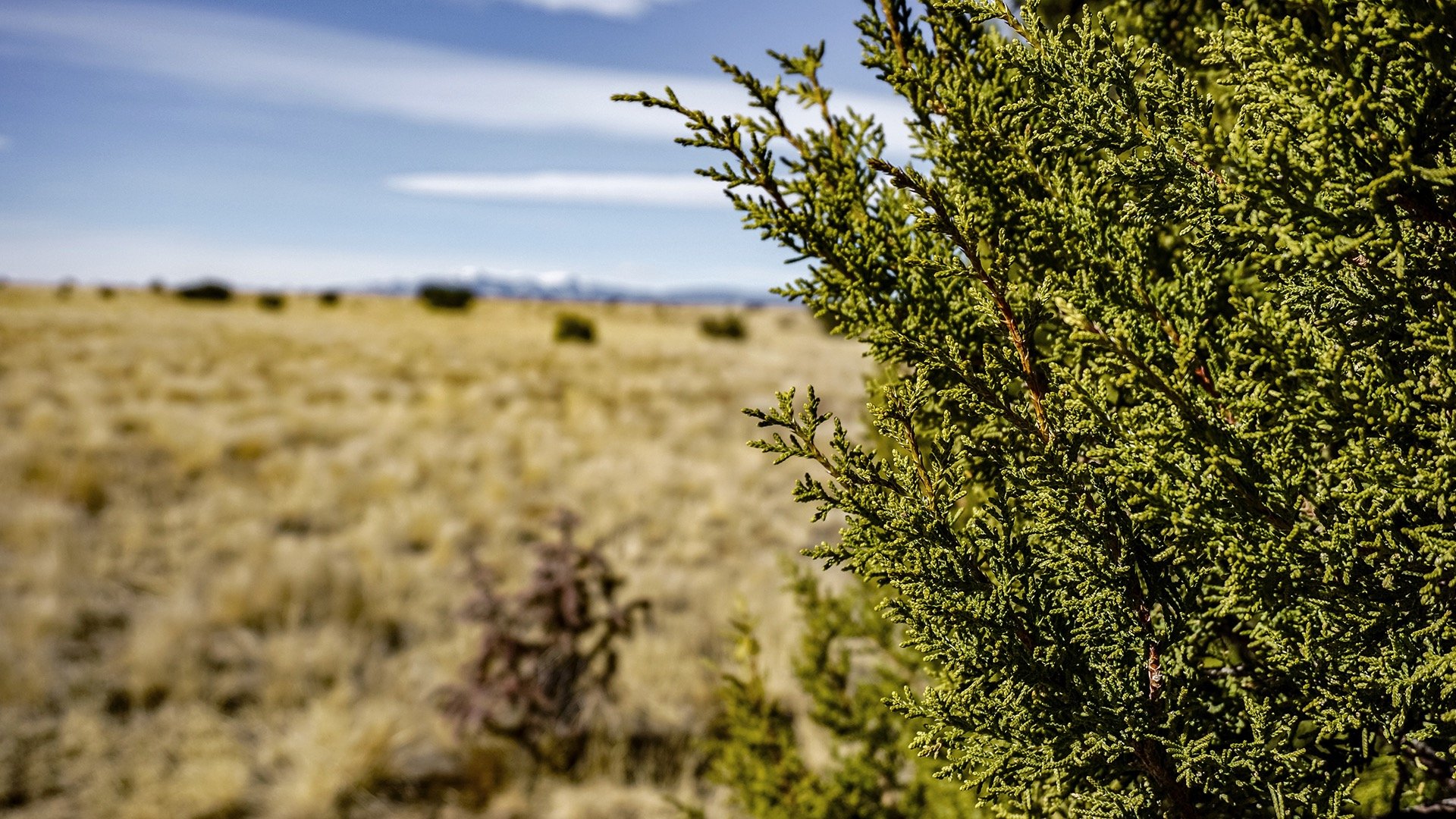 Cedar Tree