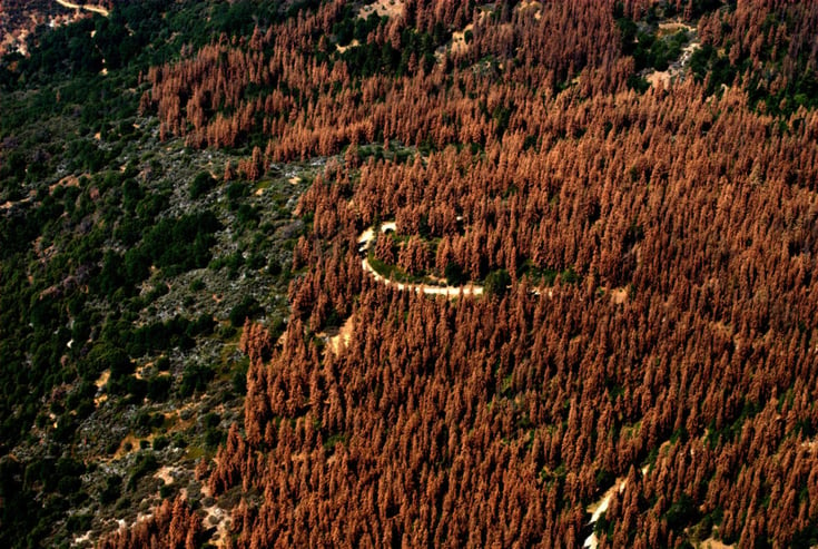 widespread tree mortality from pests