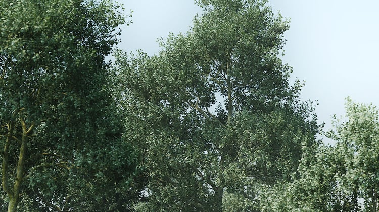Grey Poplar invasive species