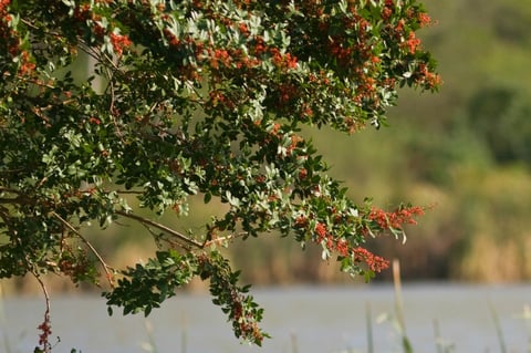 The Invasive Brazilian Peppertree