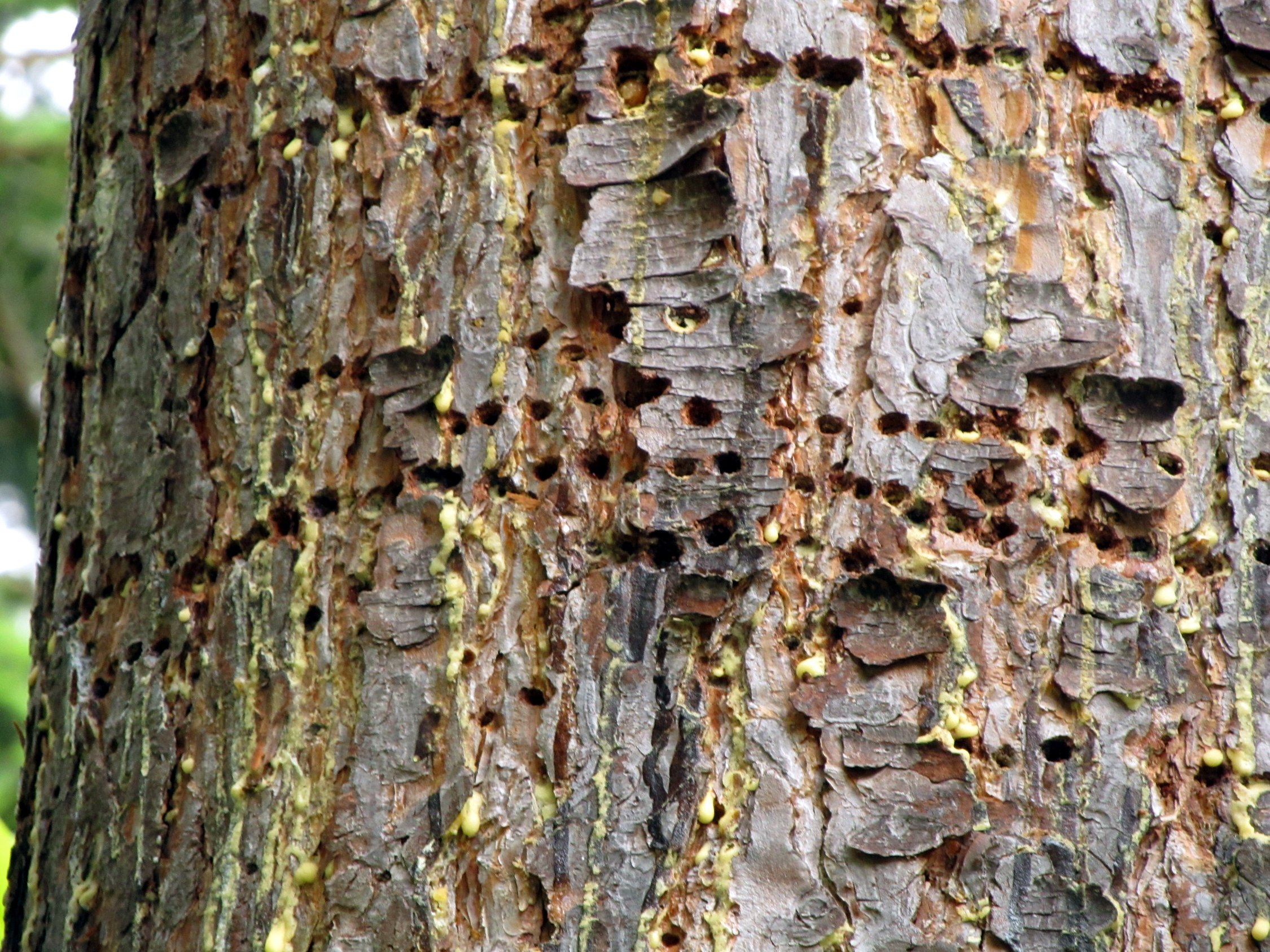 what are the little bugs on my austrian pine tree