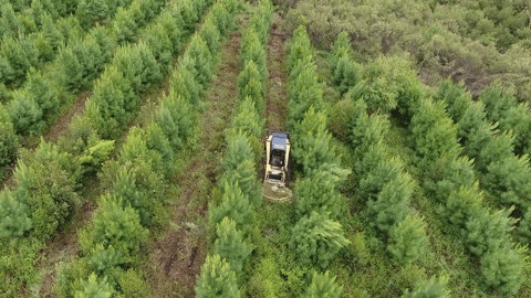 Pre-Harvest Intra-Row Vegetation Management In Brazil