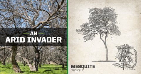 Mesquite Tree - An Arid invader