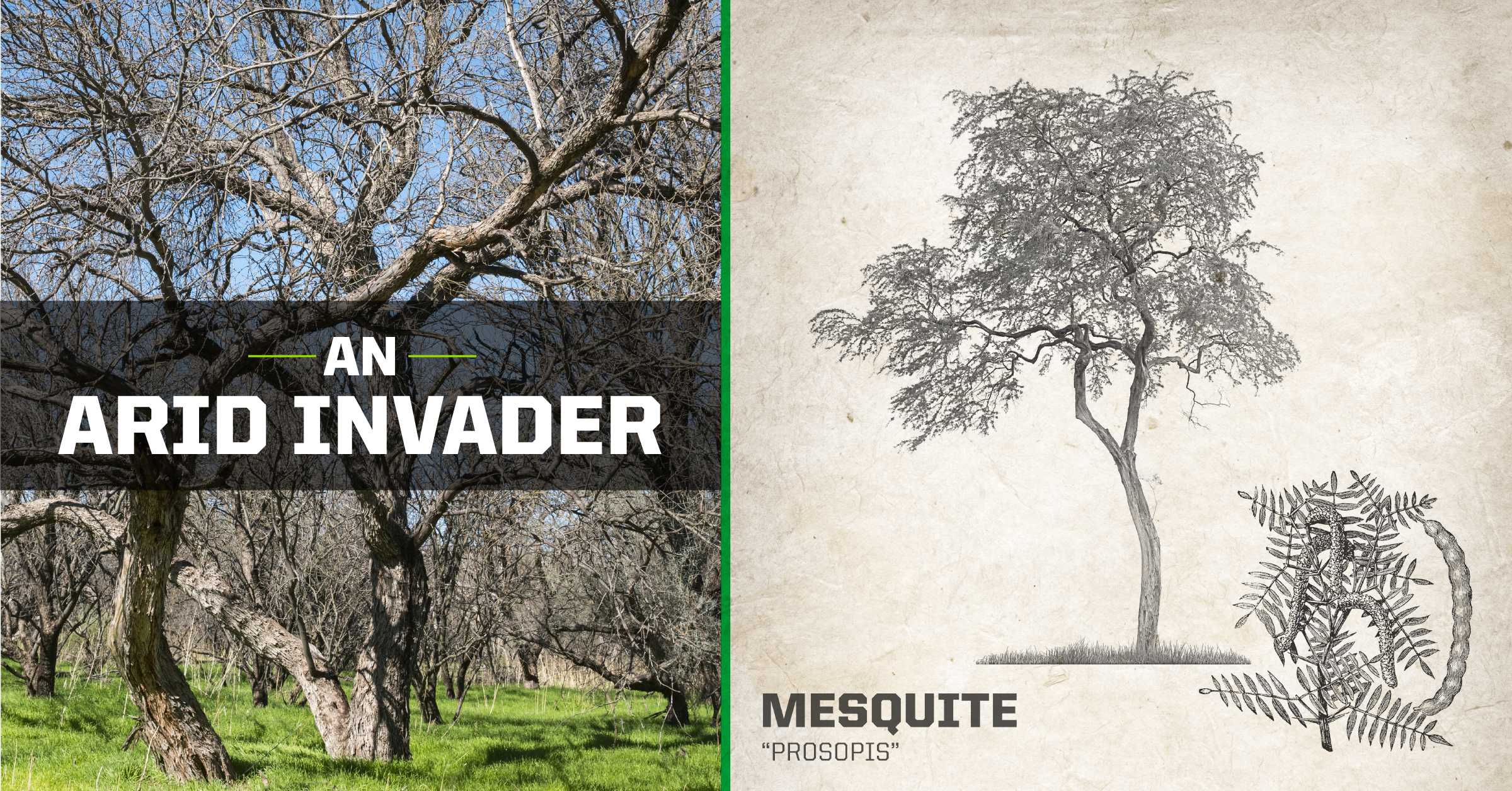 Mesquite Tree - An Arid Invader