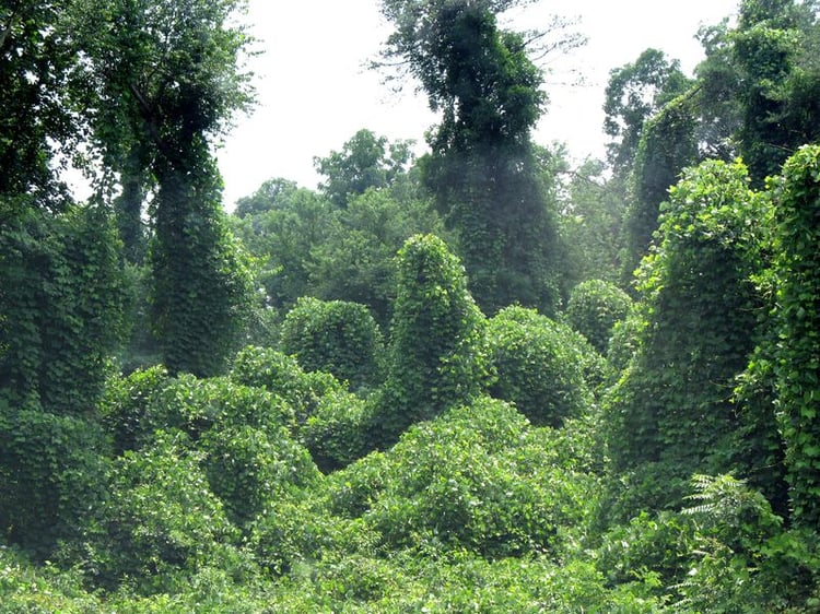 Kudzu invasive species