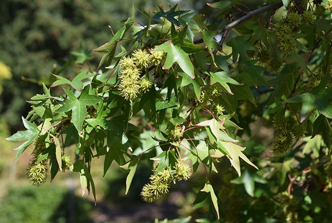 Image showing Sweetgum "gum balls". (Photo courtesy of Selectree)