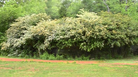 Mulch Madness - Tackling The Chinese Privet