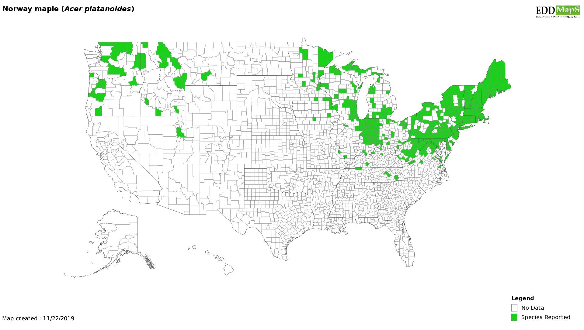 Norway Maple map