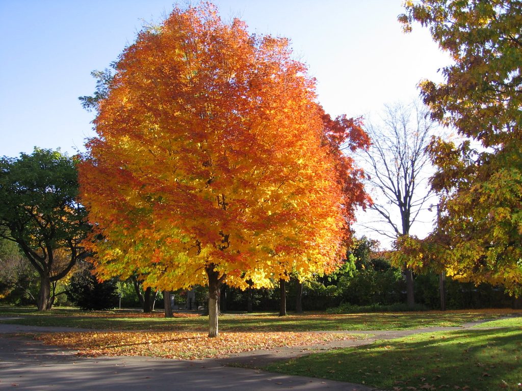 maple trees types