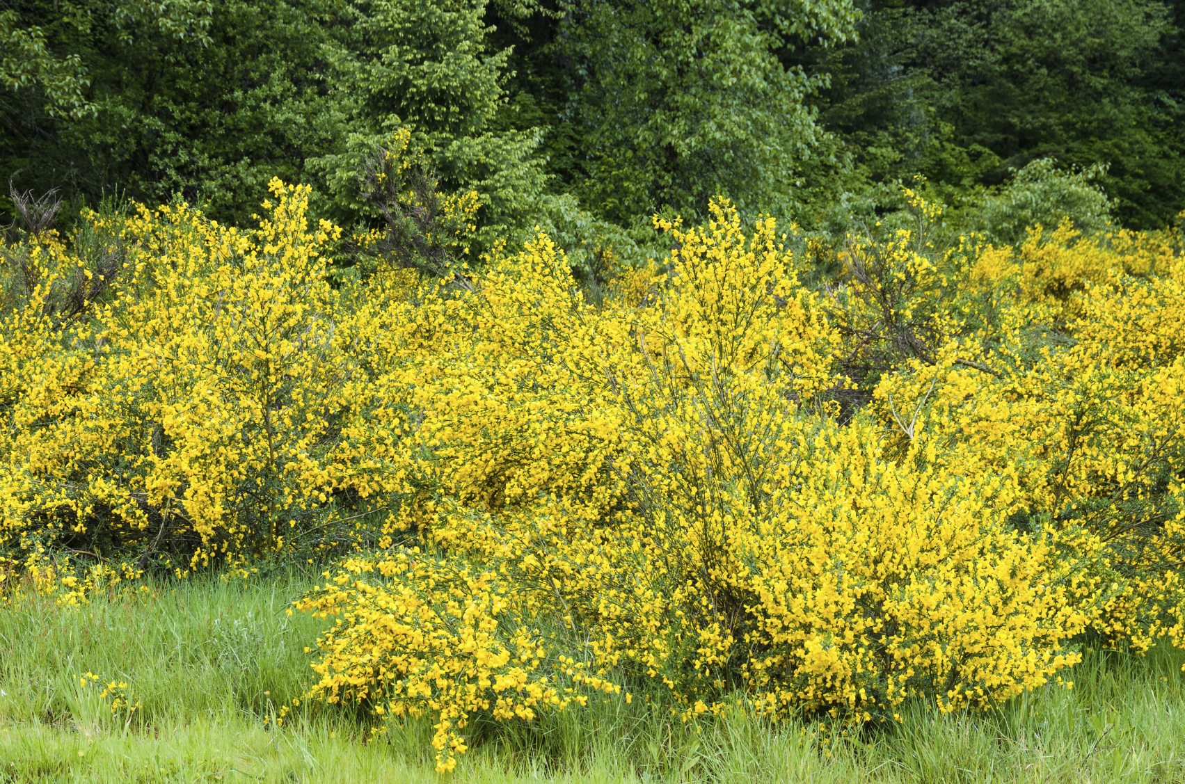 Scotch Broom