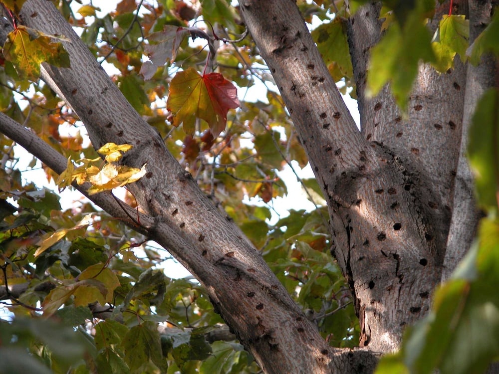 Asian Long Horned Beetle Tree Damage