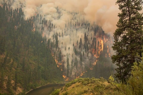 Industry Insight: Excavator Forestry Mulcher Protects from Idaho Forest Fire