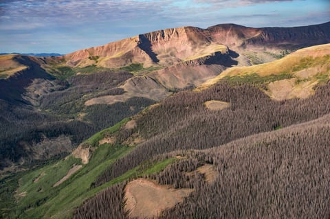 Bark Beetle Outbreak