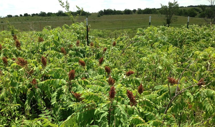 Invasive sumac