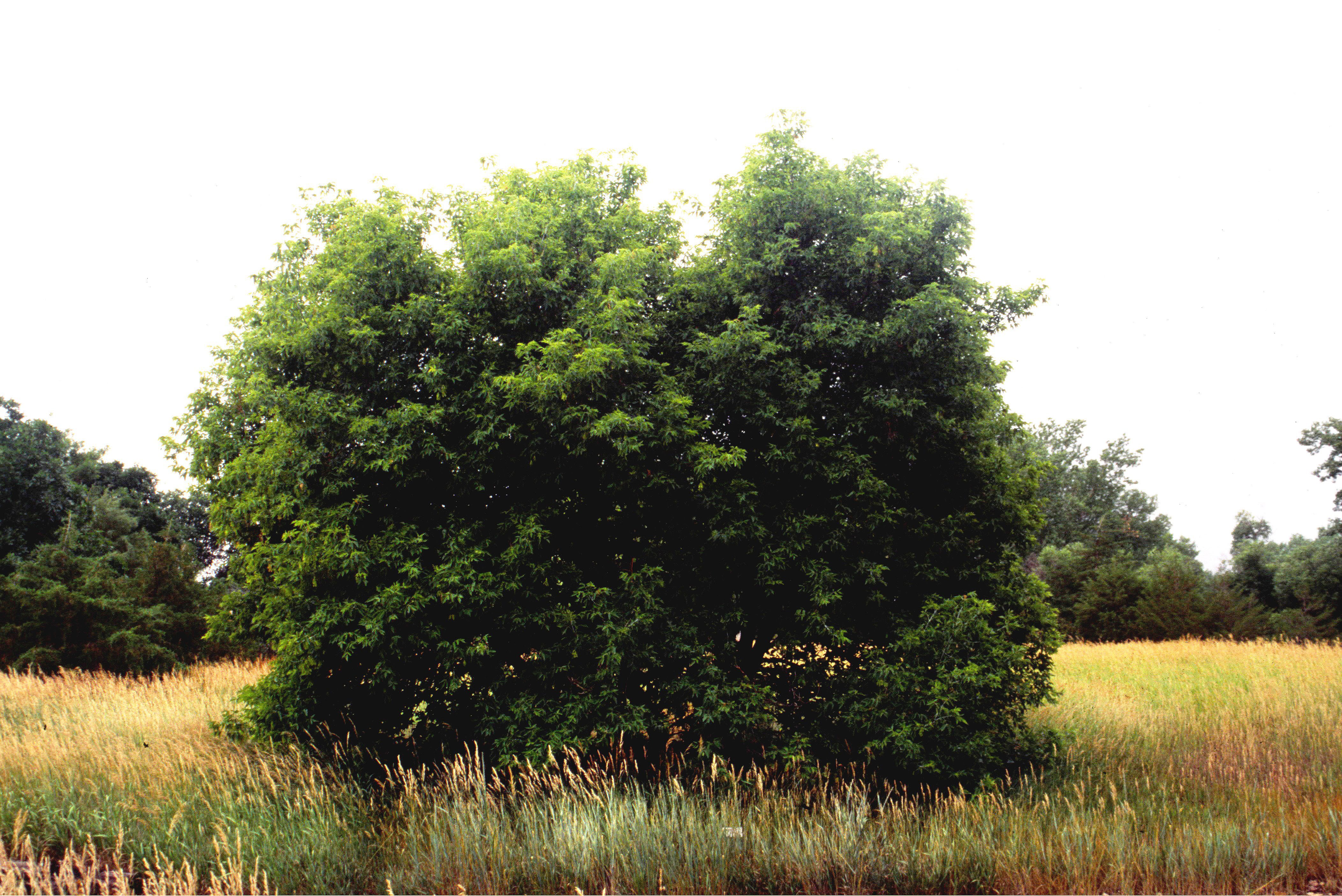 boxelder tree