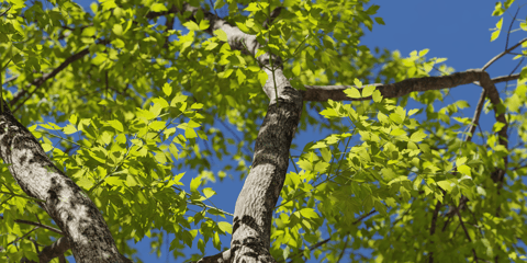 Invasive Boxelder Tree