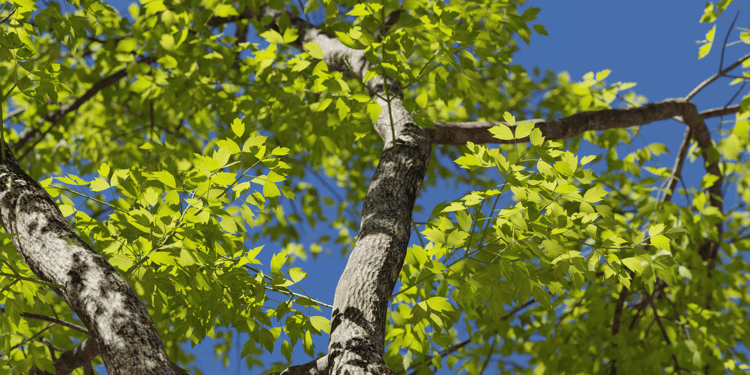 boxelder tree