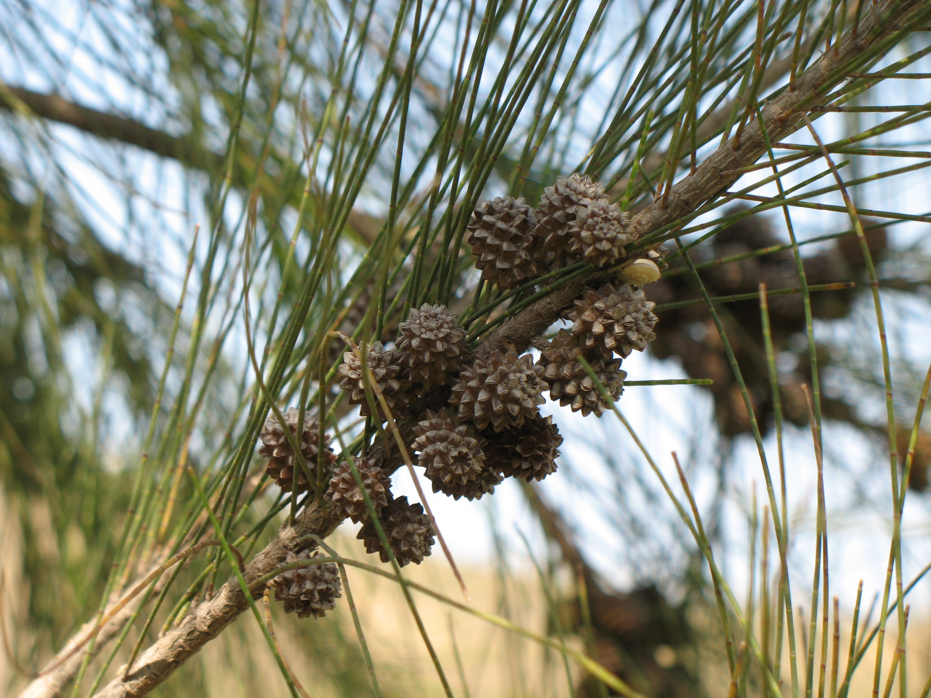 The Invasive Australian Pine Tree & How to Get Rid of It
