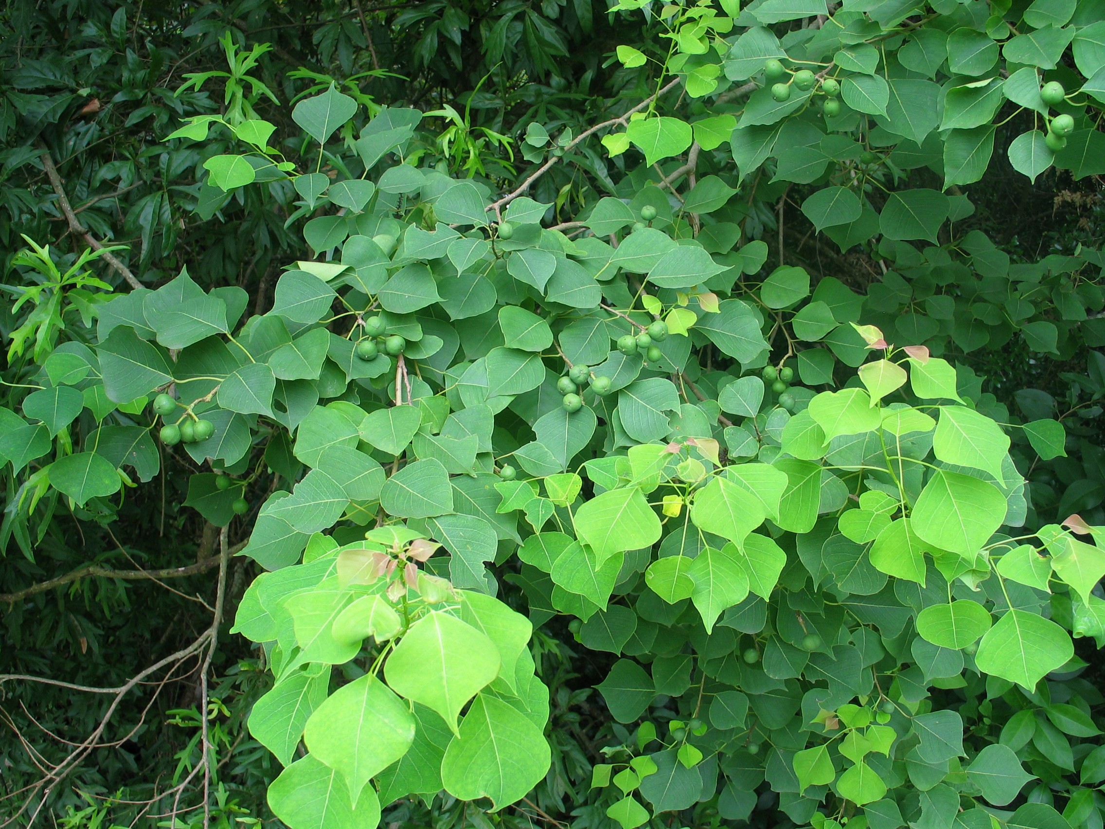 Chinese Tallow Tree - (Photo Courtesy of James Henson, hosted by the USDA-NRCS PLANTS Database)